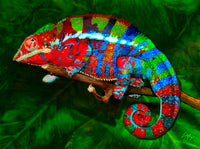 Chameleon Giclee: Kammerflage's Grimbold